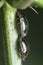 Closeup shot of tiny bean plataspid