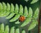 Closeup shot of a tiny Lady bug perched on leaves during golden hour
