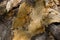 Closeup shot of a Tipula luna on a rotten wooden surface under the lights