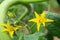 Closeup shot of tomato plant flowers (solanum lycopersicum)