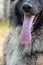 Closeup shot of the tongue and nose of a German Shepherd dog