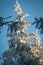 Closeup shot of the top part of a pine tree covered in ice and snot with a blue sky during sunrise