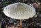 Closeup shot of the toxic  Lepiota mushroom