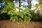 Closeup shot of a tree branch with yellowing green leaves