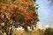 Closeup shot of a tree with colorful leaves in autumn and the Moscow buildings in the background