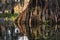 Closeup shot of a tree reflected in the water in Great Cypress Swamps, USA