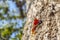 Closeup shot of a tree trunk in the forest in Honduras