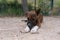 Closeup shot of a Treeing Tennessee Brindle breed dog lying outside