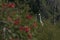 Closeup shot of the trees in a forest and an egret craning neck behind them