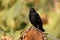 Closeup shot of a tricolored blackbird on the sunflower