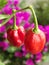 Closeup shot of Trinidad Moruga Scorpion-One of the hottest peppers in the world