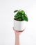 Closeup shot of Tropical Peperomia Polybotrya houseplant in a white pot