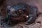 Closeup shot of a true toad on sand