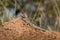 Closeup shot of a tuatara lizard on a brown rock