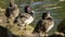 Closeup shot of tufted ducks near a lake