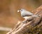 Closeup shot of a Tufted Titmouse with a peanut. Dover, Tennessee