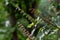 Closeup shot of tulsi flower buds on a winter morning