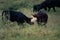 Closeup shot of two adorable calves in the meadow