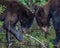 Closeup shot of the two black bears eating fish in front of the river