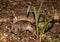 Closeup shot of two brown rats crawling around on a forest floor