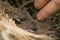 closeup shot of two bulbul chicks in the nest. handing touching baby birds softly