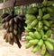 Closeup shot of two bunches of green and red banana types handing from a piece of wood