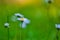 Closeup shot of two chamomiles on a blurred field background. Great for wallpaper.