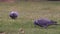 Closeup shot of two common wood pigeons Columba palumbus standing and pecking for food on grass.