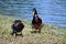 Closeup shot of two cute ducks standing on the grass near the lake