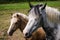 Closeup shot of two cute horses in the farm