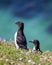 Closeup shot of two cute Razorbills standing on the grass on a sunny day