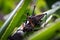 Closeup shot of two field crickets in the process of breeding, the male fertilizes the female