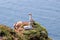 Closeup shot of two gannets on a cliff over a blue ocean - perfect for background