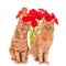 Closeup shot of two ginger cats sitting in front of a bouquet with red aster flowers