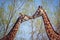 Closeup shot of two giraffes kissing with trees in the background