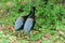 Closeup shot of the two Grey-winged trumpeters