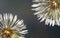 Closeup shot of two halves of dried dandelion flower