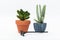 Closeup shot of two houseplants with a garden rake on a white background