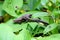 Closeup shot of two lizards on the leaves surrounded by other plants