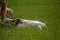 Closeup shot of two newborn calves on the green grass