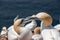 Closeup shot of two Northern gannets kissing - romantic concept