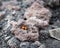 Closeup shot of two orange ladybugs surrounded by stones