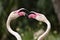 Closeup shot of two pink flamingos touching beaks