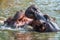 Closeup shot of two playful hippos frolicking in the water