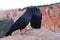 Closeup shot of two ravens with rugged layered rock landscape in the background in Bryce Canyon, USA