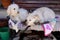 Closeup shot of two shaggy dogs resting over the cloths on a wooden bench