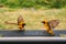 Closeup shot of two southern masked weavers flapping their wings during daylight