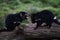 Closeup shot of two Tasmanian Devils on wood in Tasmania, Australia