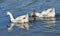 Closeup shot of two white gray geese wading in a pond