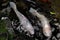 Closeup shot of two white koi carps swimming in a small pond